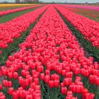 Frühling auf Texel 5