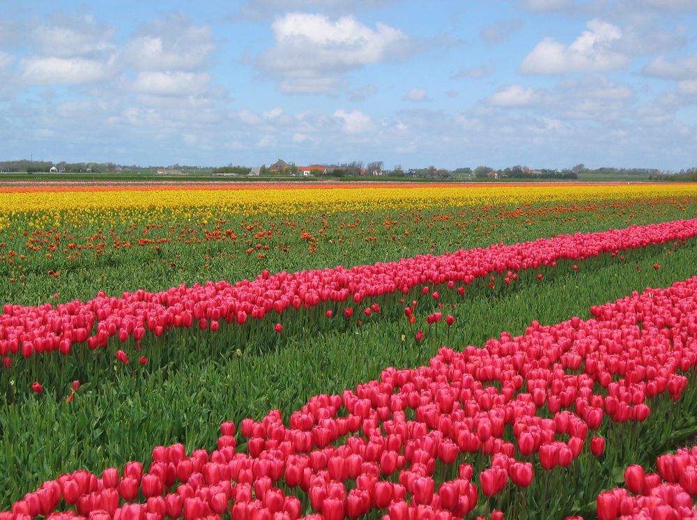 Frühling auf Texel 6