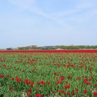 Frühling auf Texel 7