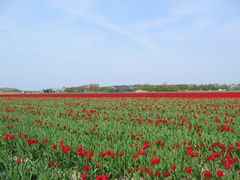 Frühling auf Texel 7