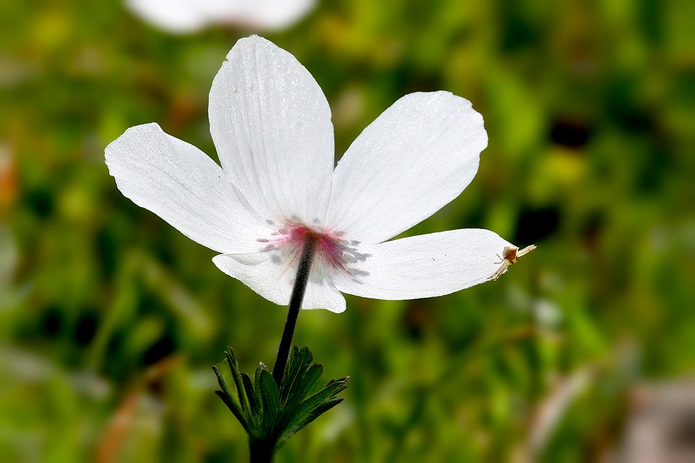 Frühling auf Zypern 2008