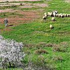 Frühling auf Zypern