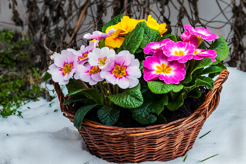 Frühling aus den Gartencenter