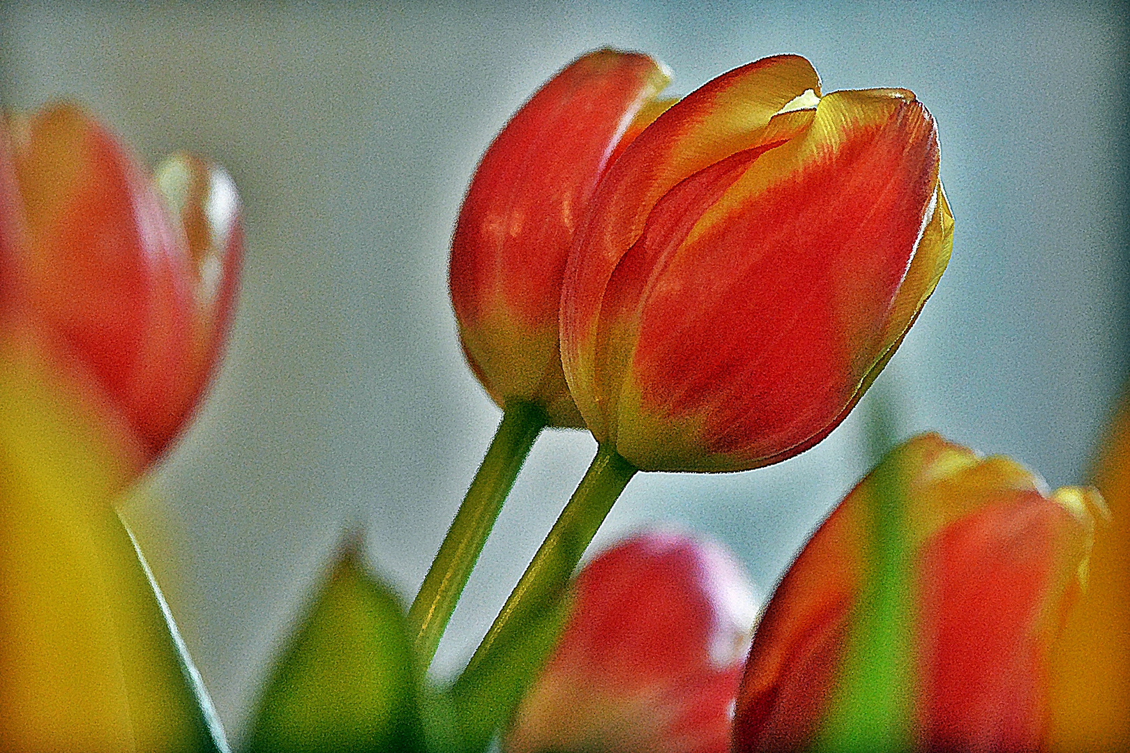 Frühling aus den Supermarkt