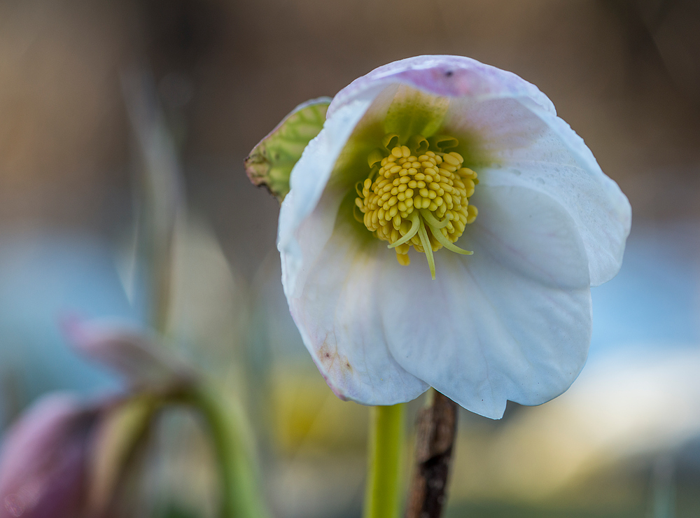 Frühling aus der Käferperspektive (2)