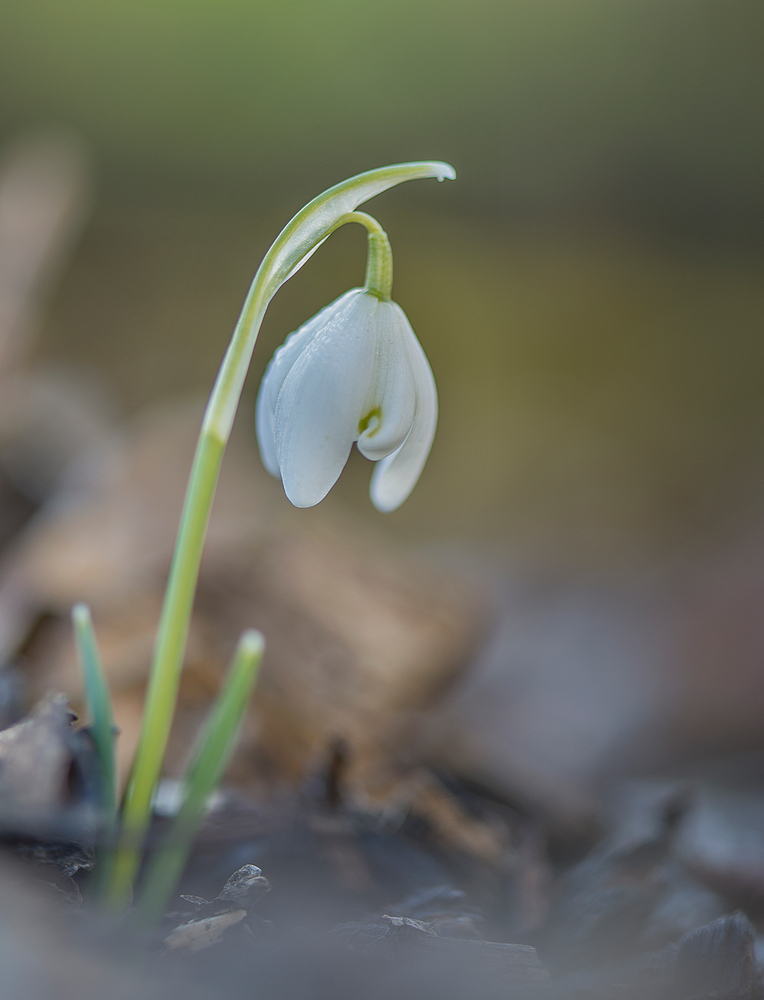 Frühling aus der Käferperspektive (3)