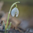 Frühling aus der Käferperspektive (3)