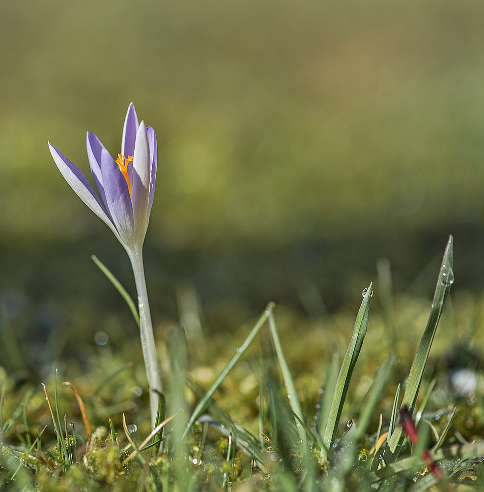 Frühling aus der Käferperspektive