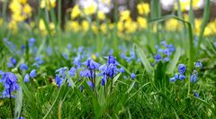 Frühling aus der Perspektive einer kleinen Maus