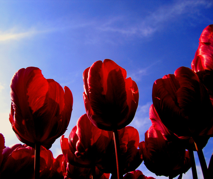 Frühling aus der Sicht eines Käfers