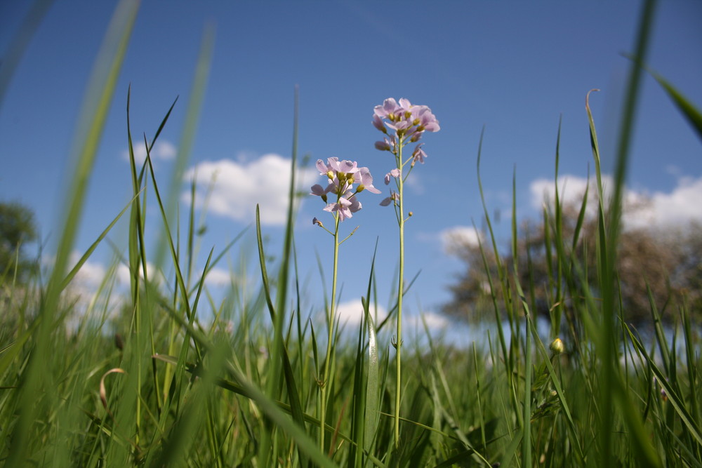 Frühling aus der Sicht eines Wurms