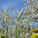 Frühling aus Sicht einer Maus...