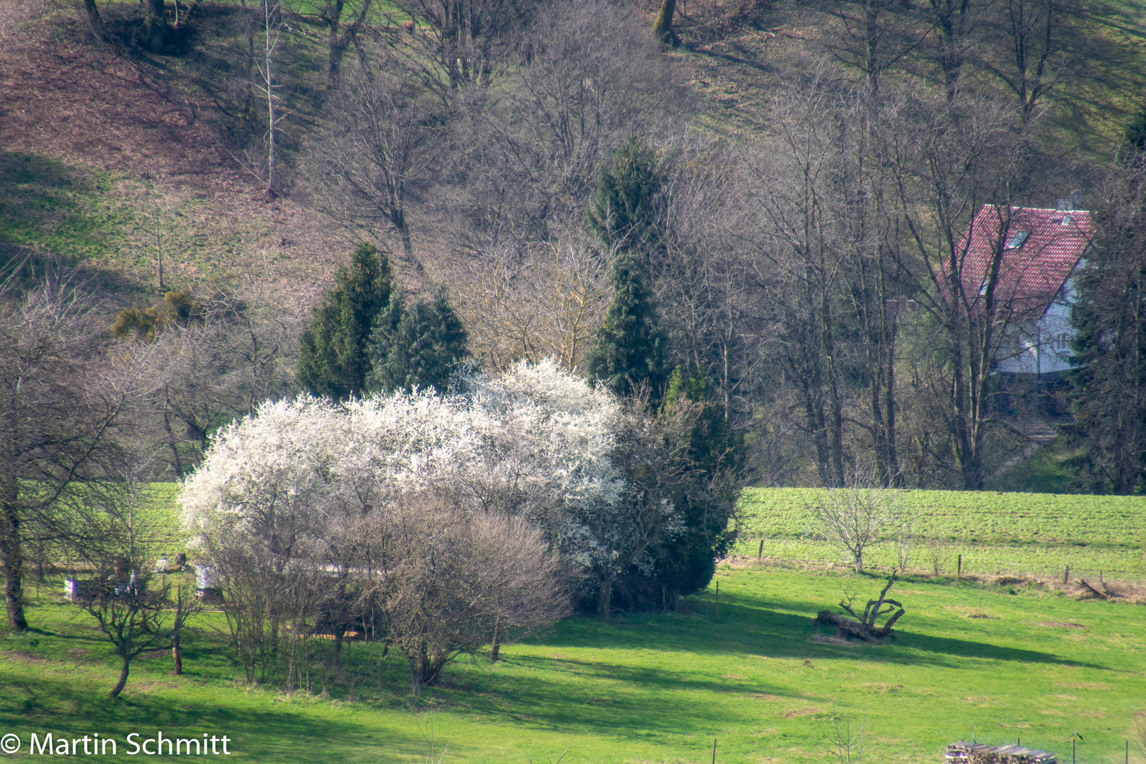 Frühling