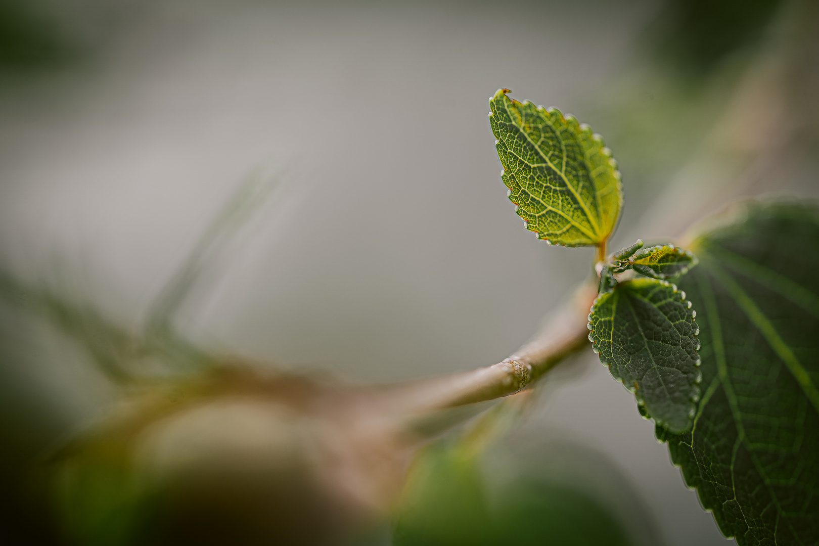 Frühling