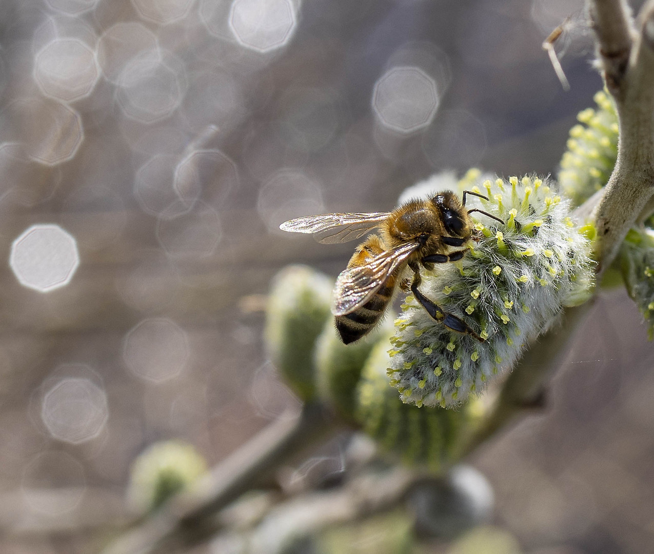 Frühling Foto & Bild tiere, wildlife, insekten Bilder auf