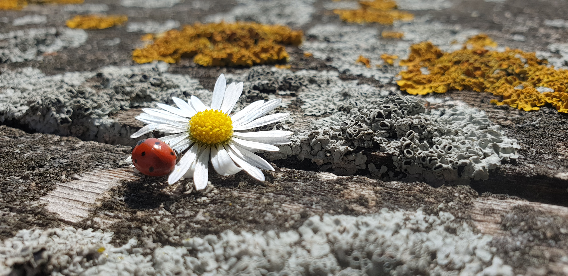 Frühling