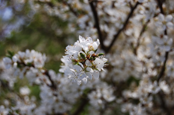 " Frühling "