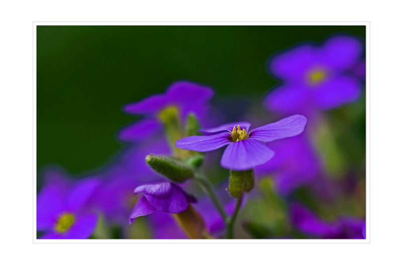 Frühling