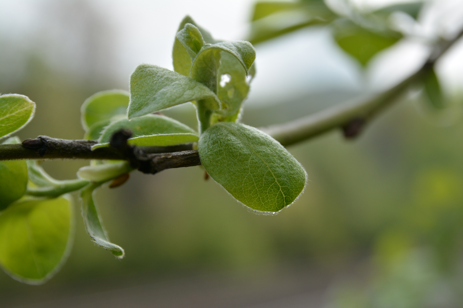 Frühling