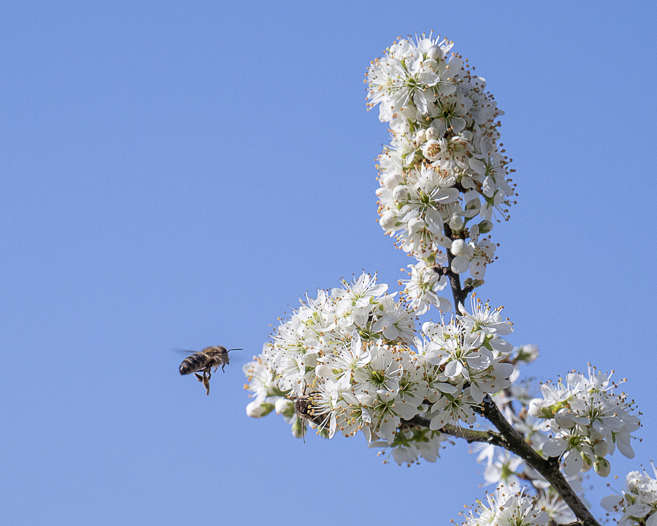 Frühling