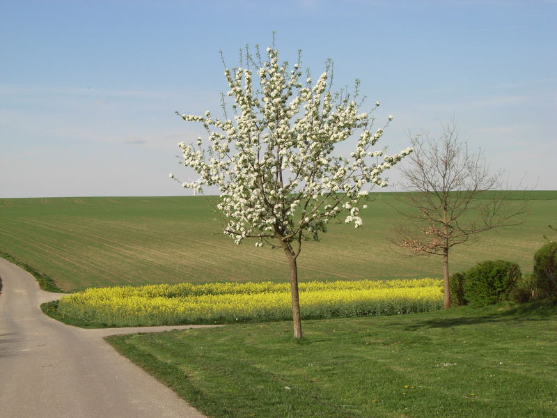 Frühling