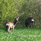 Frühling