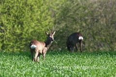 Frühling