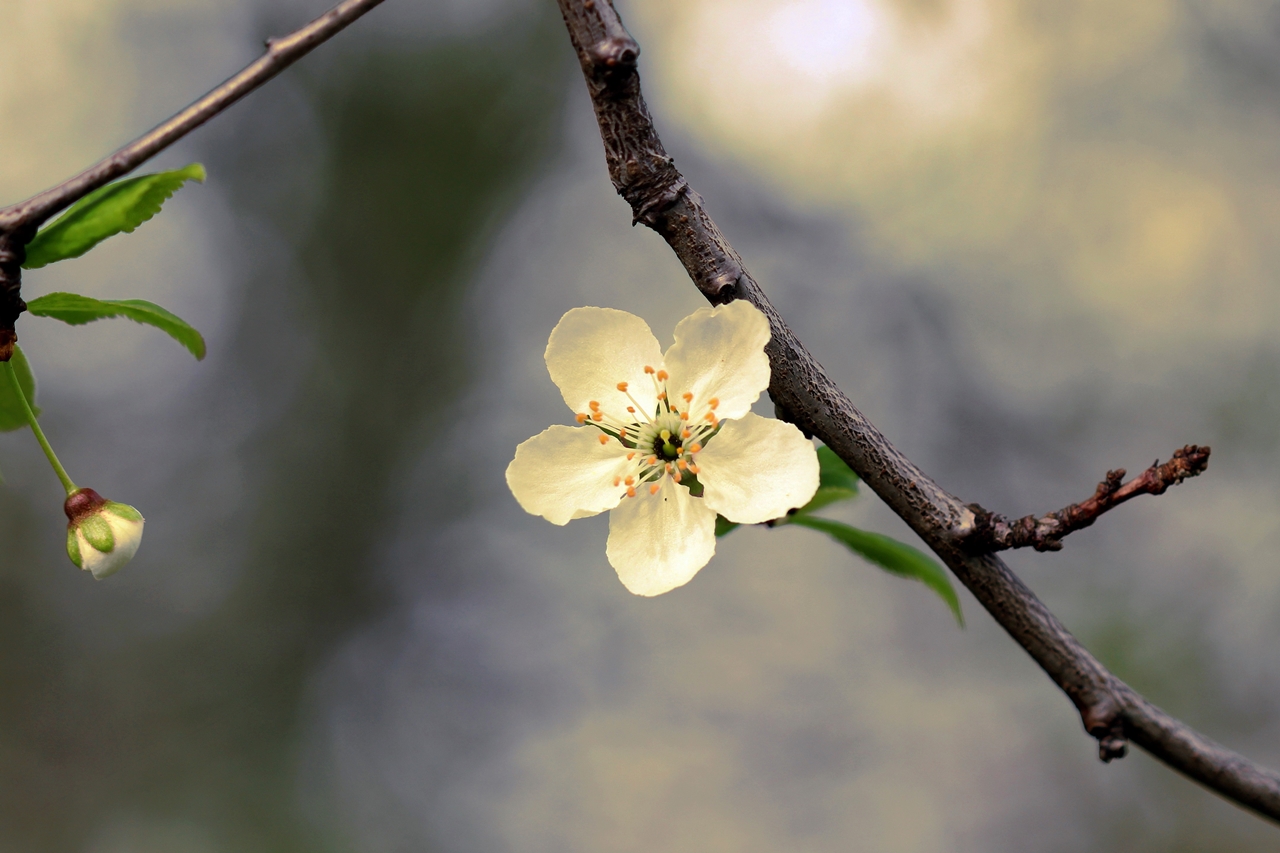 Frühling