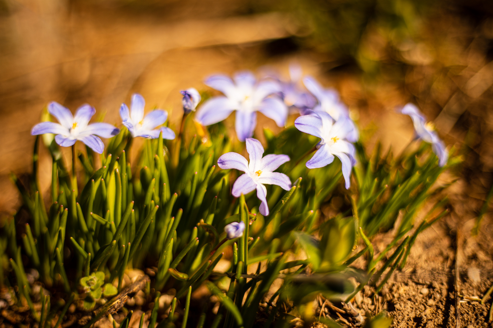 Frühling