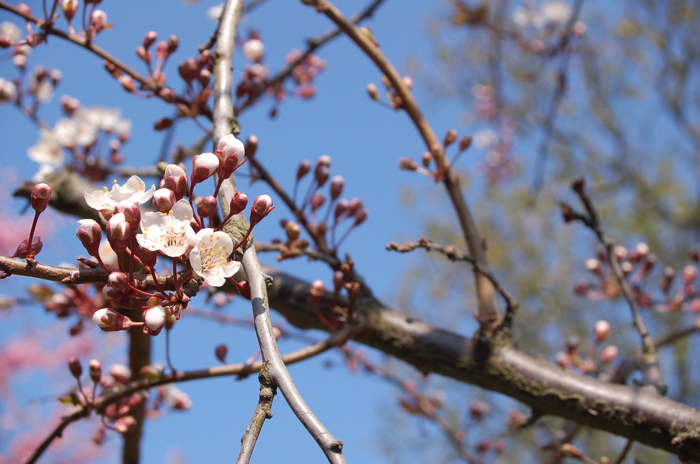 Frühling