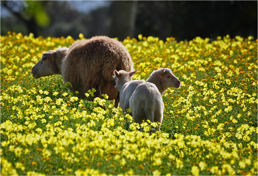 Frühling