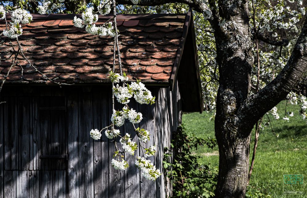 Frühling