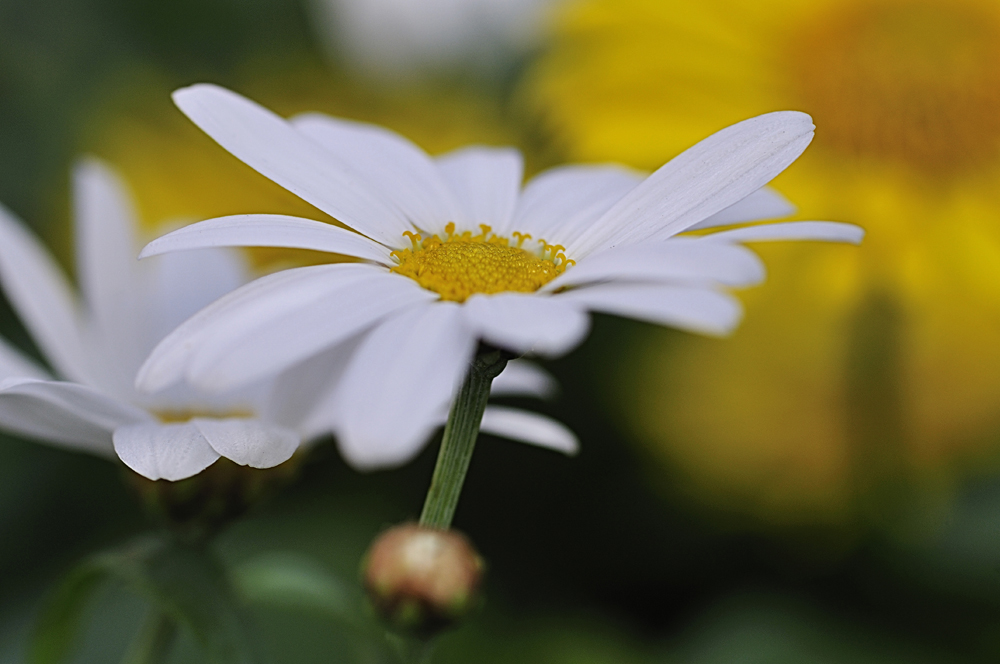 Frühling