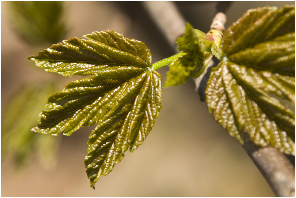 Frühling