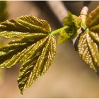 Frühling