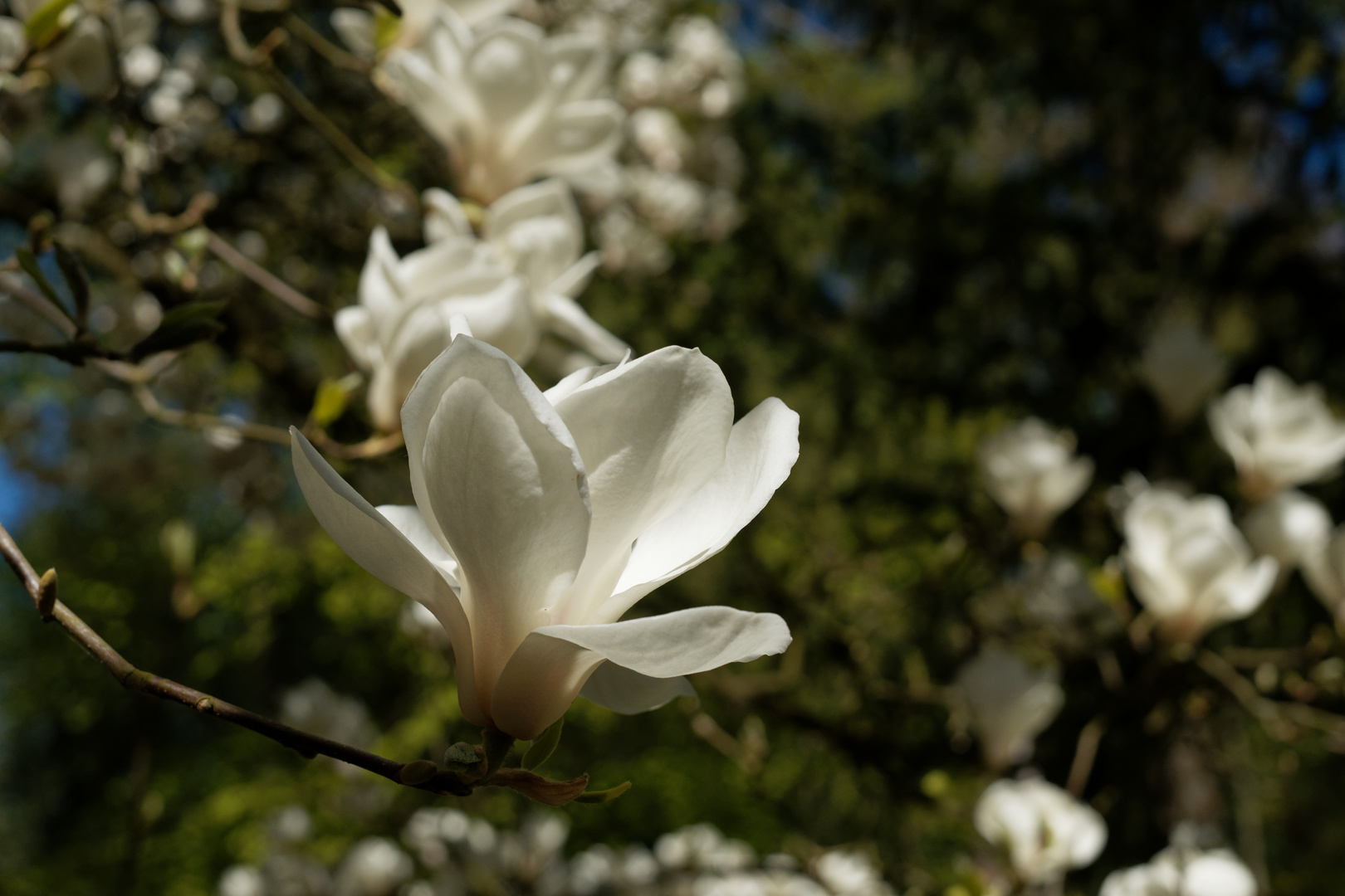 Frühling