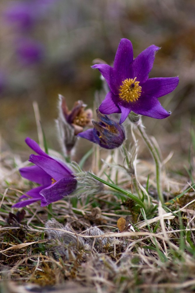 Frühling