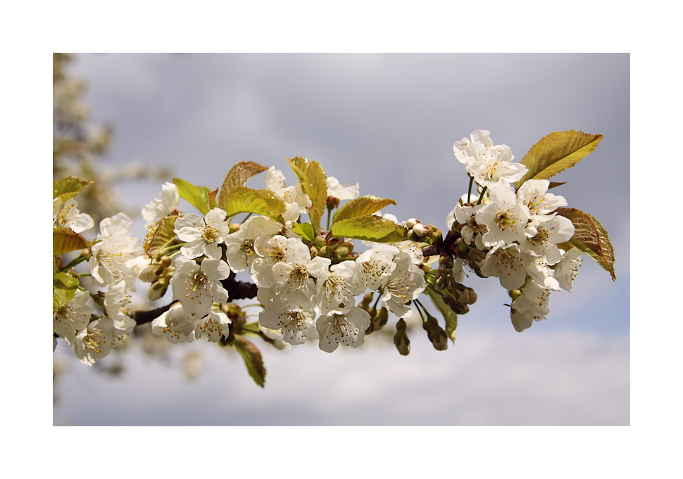 Frühling