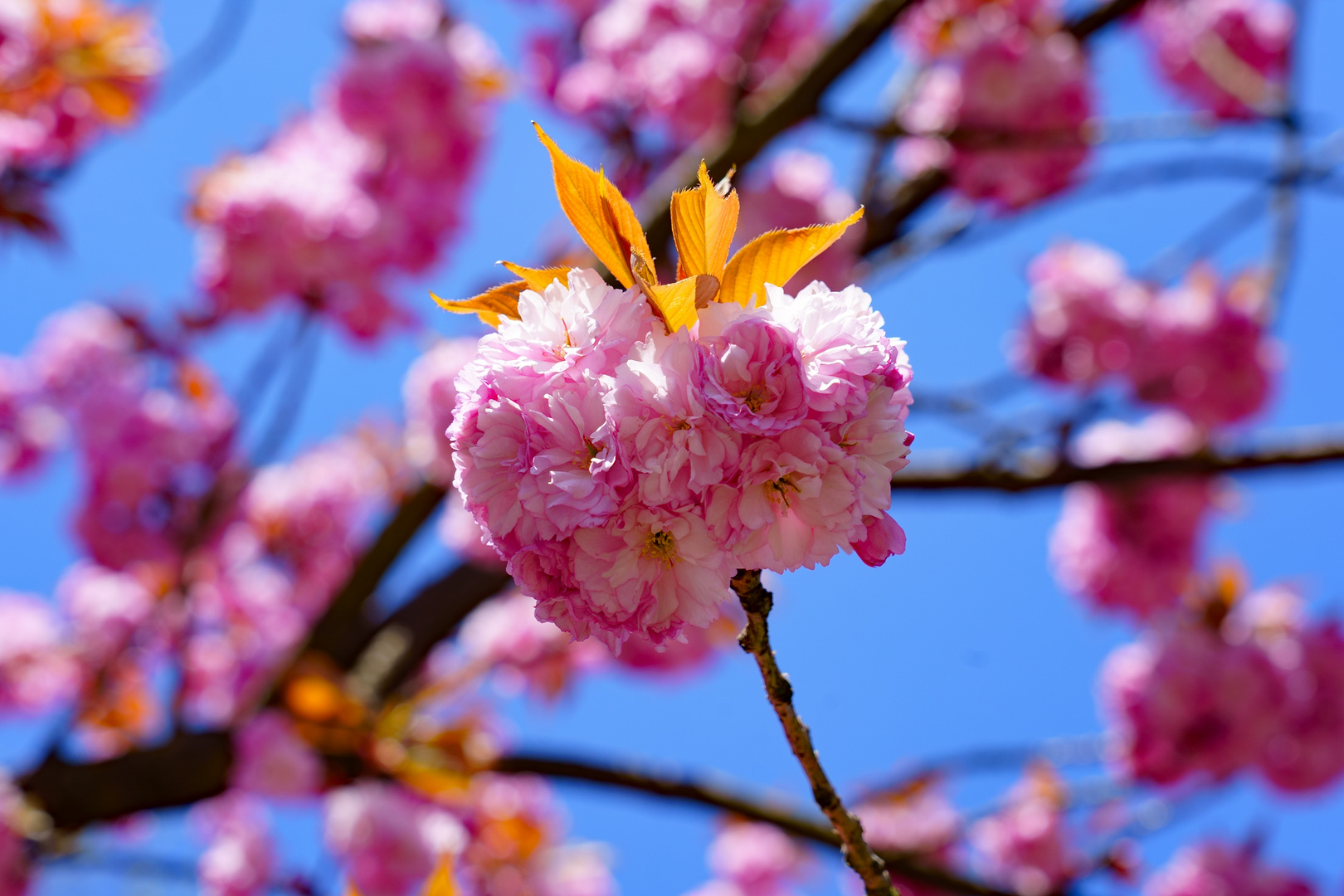 Frühling