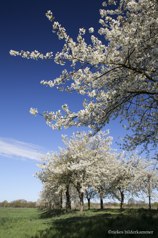 Frühling