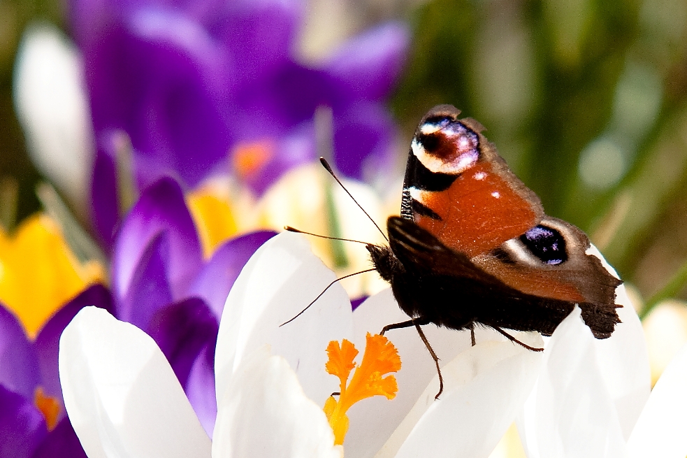 Frühling