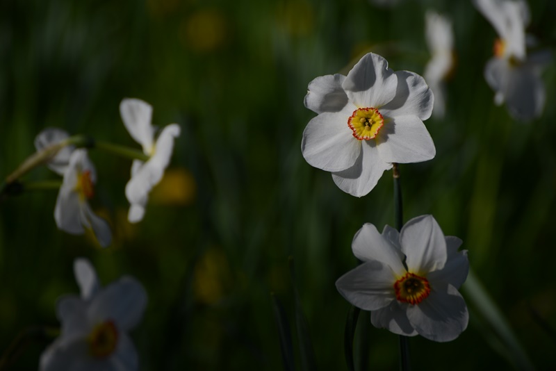 Frühling