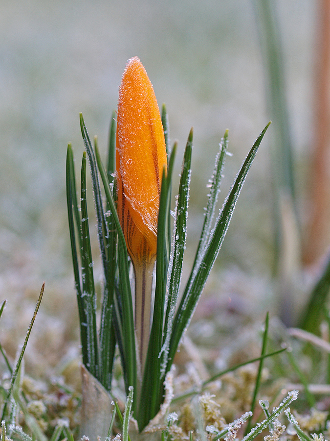 Frühling?