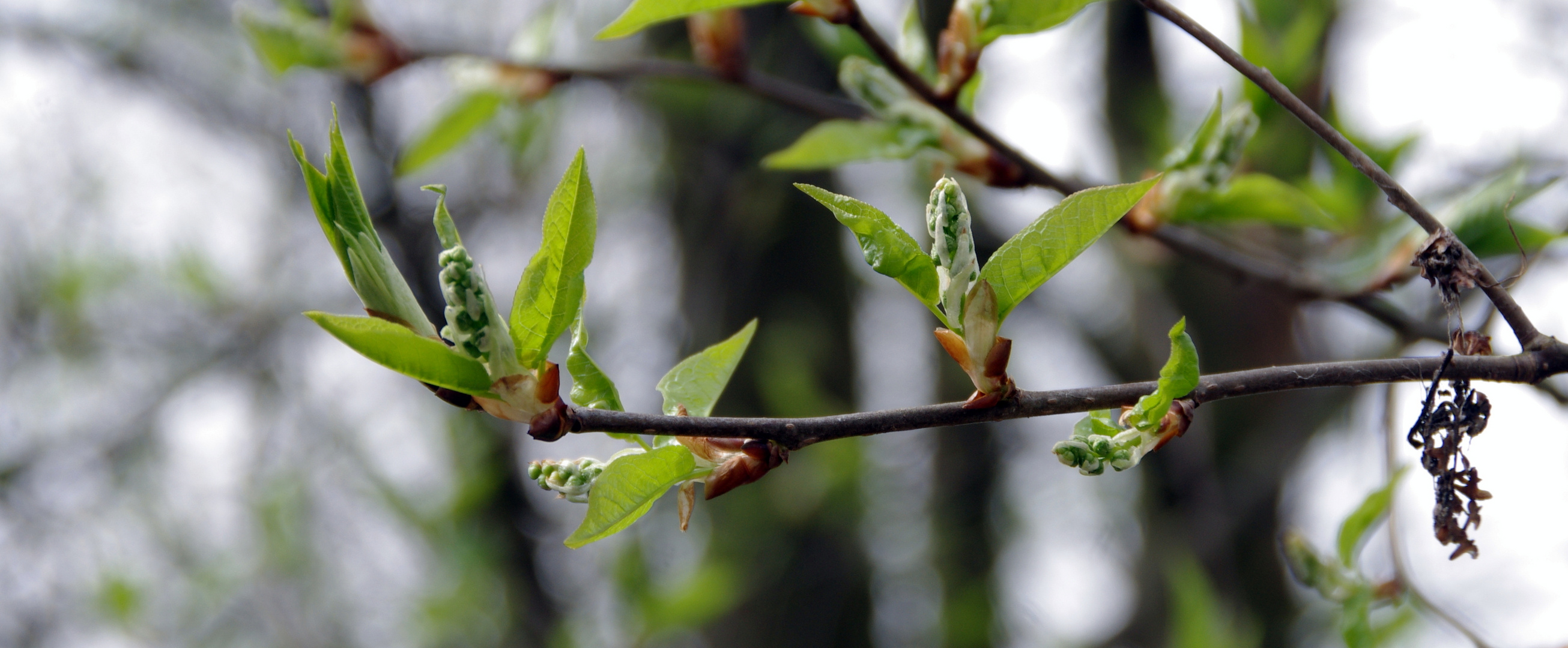 Frühling