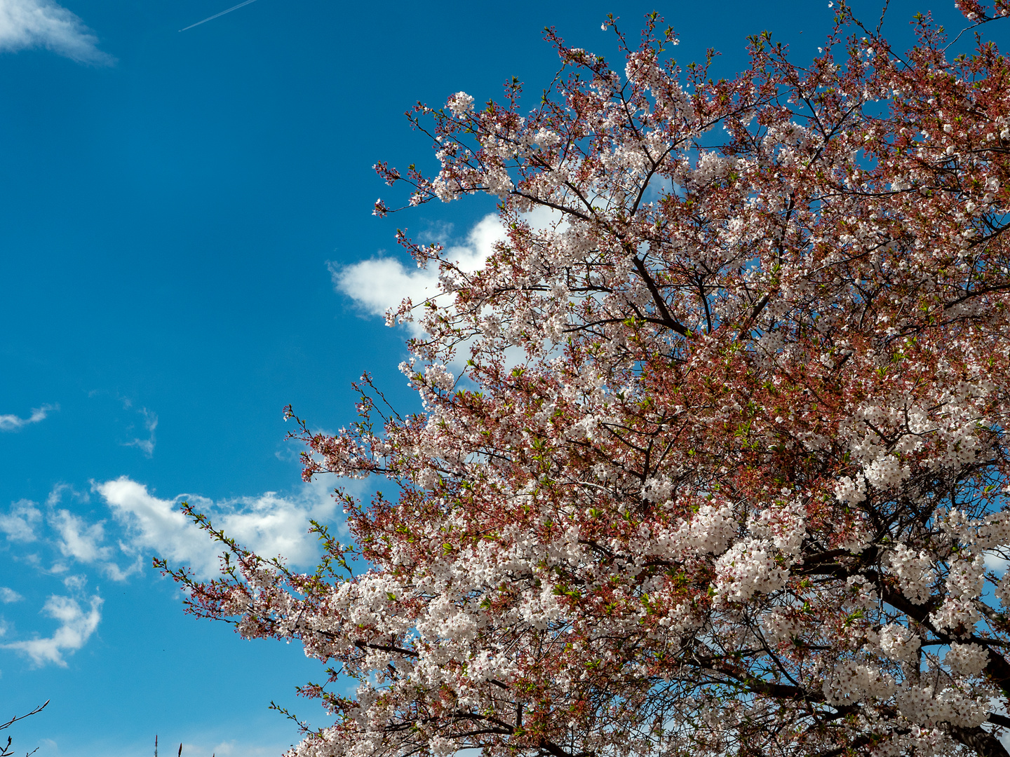 frühling...