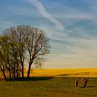 Frühling