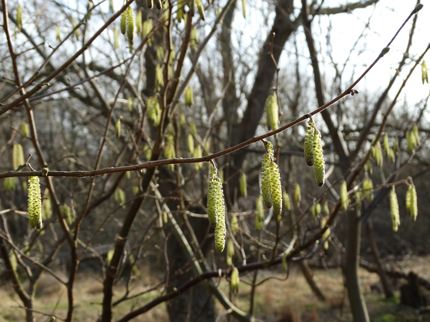 Frühling