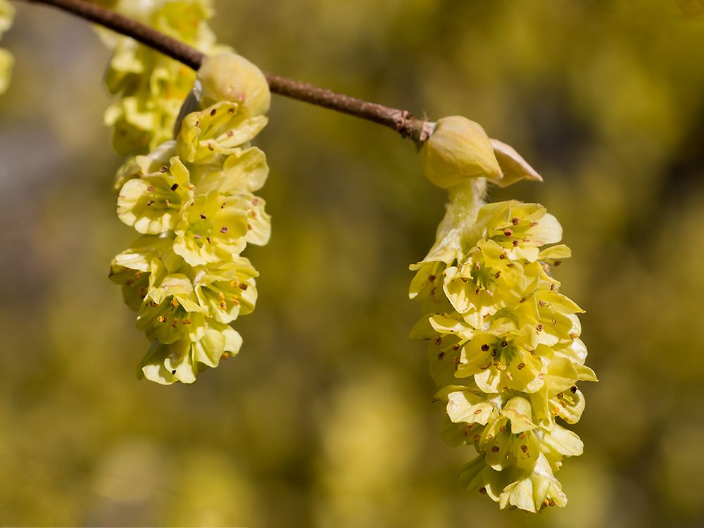 Frühling