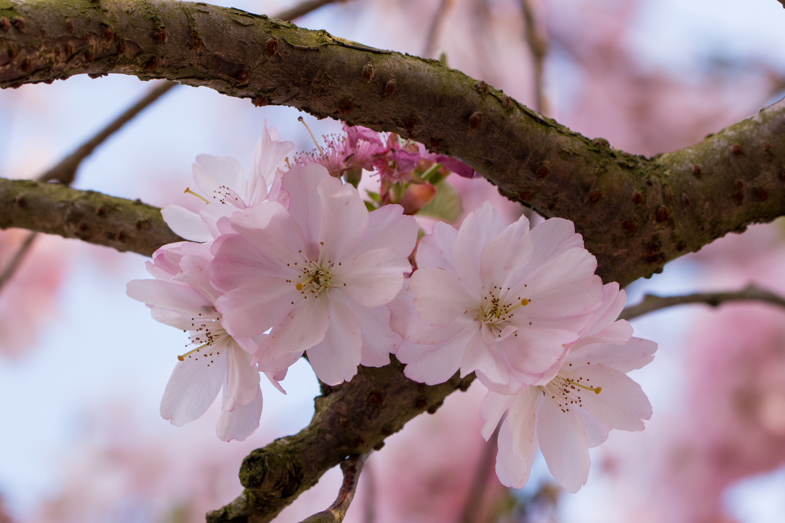 Frühling