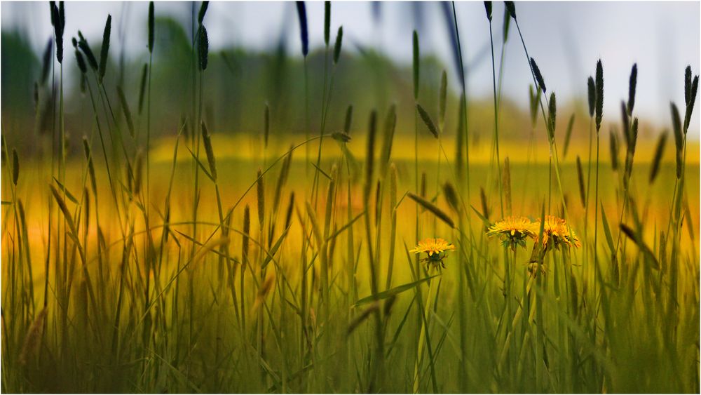 **Frühling**